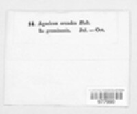 Marasmius oreades image